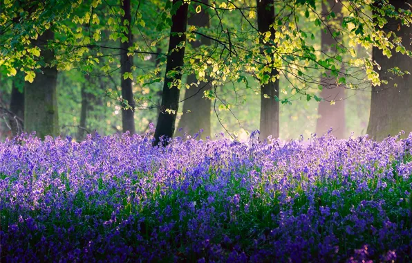 Forest, light, trees, flowers, nature, England, spring, May