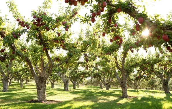 Picture the sky, grass, trees, nature, lawn, apples, plants, grass