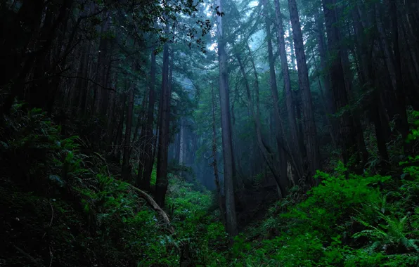 Forest, trees, nature, USA, USA, twilight, Purisima Open Space, David Henry
