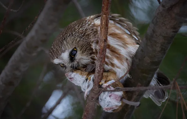 Tree, owl, bird, rat, mining, rodent, owl