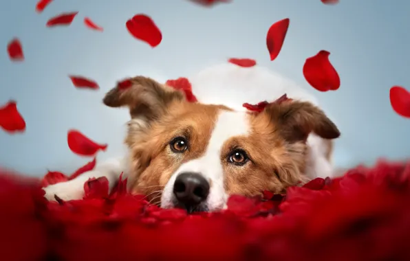 Picture face, dog, petals