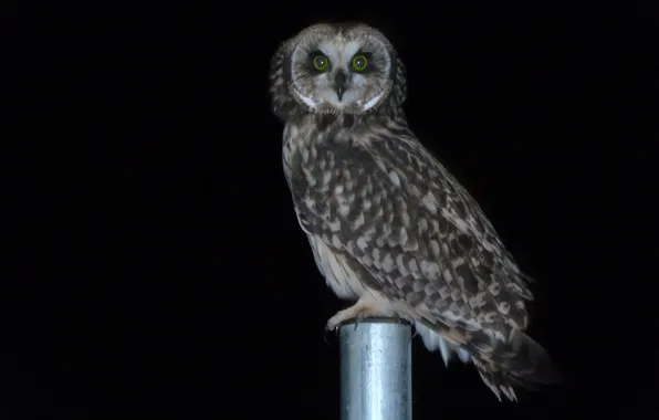 Look, night, bird, Owl