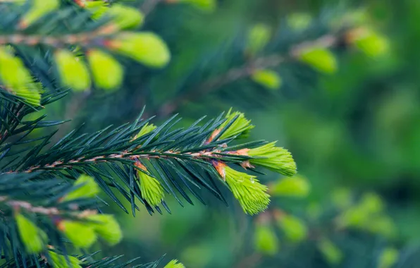 Spruce Spring Wallpaper spring, spruce, twig for mobile and desktop, section природа ...