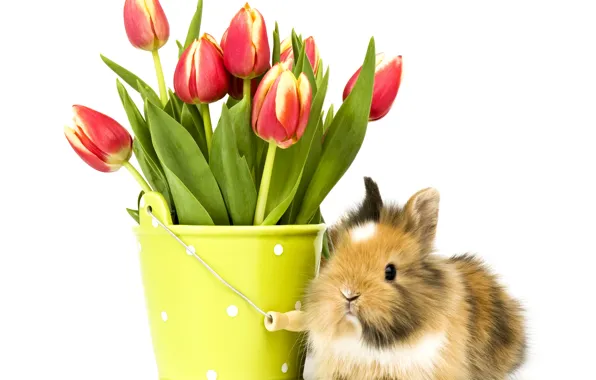 Photo, Flowers, Rabbit, Tulips, Animals