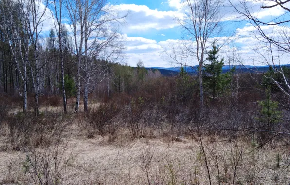 Forest, spring, birch