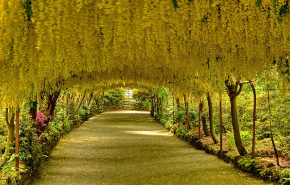 Picture trees, flowers, alley