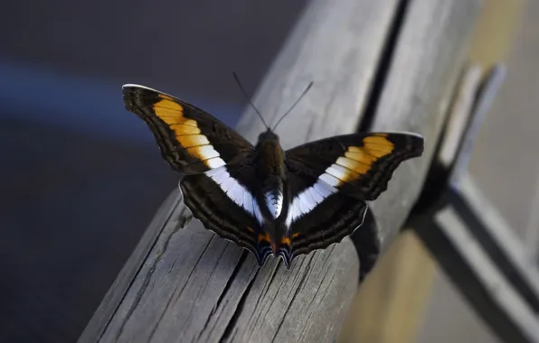 Macro, butterfly, wings, beautiful, closeup