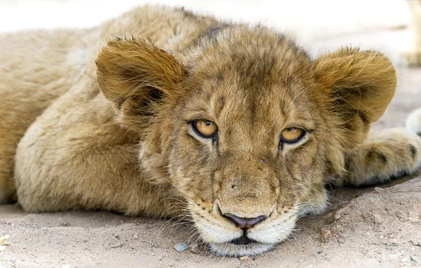 Cat, look, face, Leo, cub, lion, ©Tambako The Jaguar