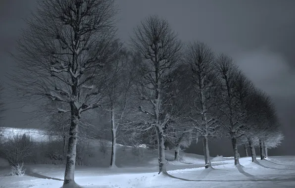 Winter, trees, night