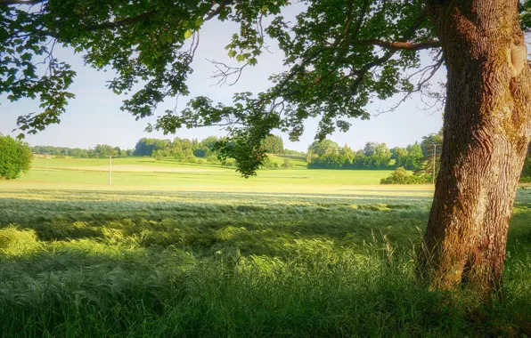 Greens, field, summer, the sky, grass, light, tree, branch