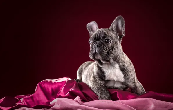 Picture dog, puppy, French bulldog