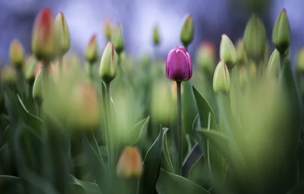 Tulips, buds, photo, photographer, Greg Stevenson