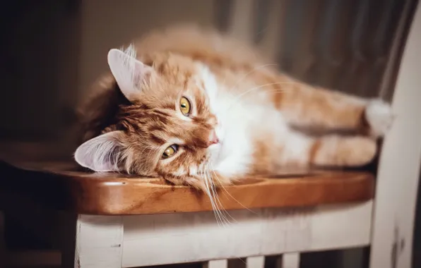 Cat, comfort, house