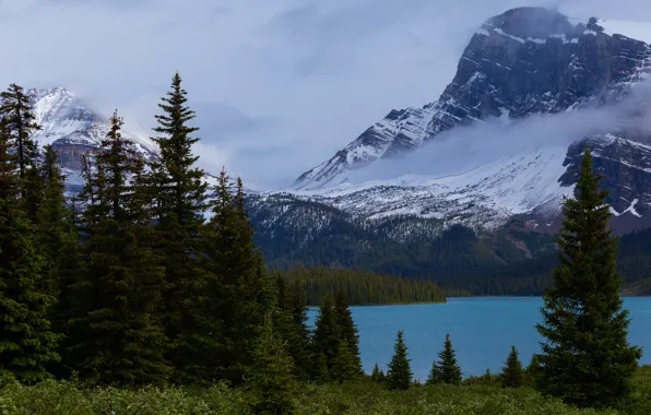 Picture forest, snow, trees, landscape, mountains, nature, shore, tops