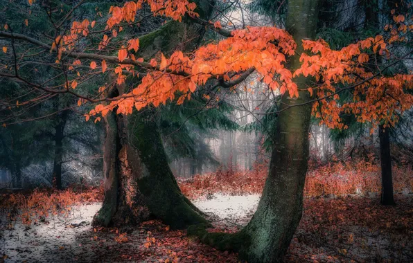 Autumn, forest, nature