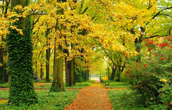 Picture autumn, leaves, trees, Park, foliage, track, yellow, green, alley, benches