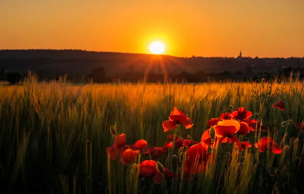 Field, summer, the sky, flowers, nature, view, Maki, dal
