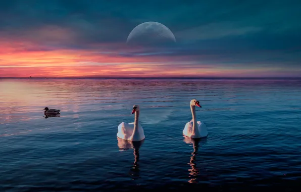 The sky, clouds, light, sunset, birds, lake, reflection, river