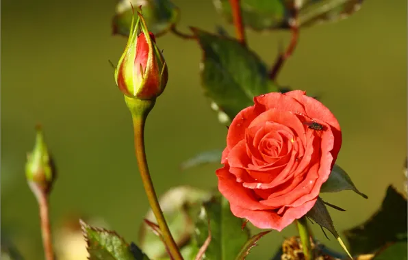 Fly, rose, buds