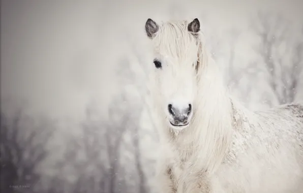 White, snow, horse, snow