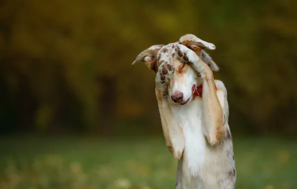 Autumn, face, nature, dog, paws, green background, stand, bokeh