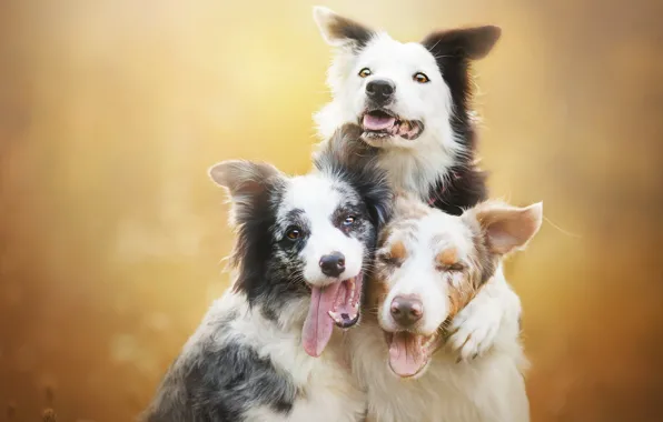 Background, each, dog