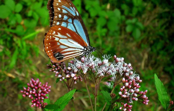 Flower, macro, butterfly, wings, beautiful, close-up
