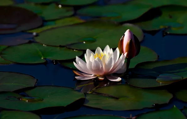 Flower, leaves, water, light, pond, the dark background, Bud, Lily