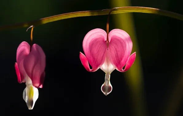 Macro, flowers, the dark background, pink, broken heart, the bleeding heart