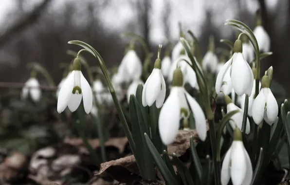 Forest, leaves, flowers, nature, blur, spring, snowdrops, white