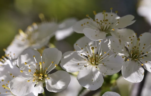 Branch, flowers, flowering, gently, leaves