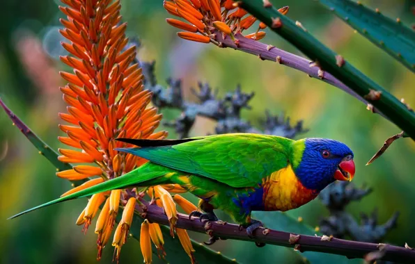 Picture animals, flowers, branches, bird, blur, parrot, colors, tail