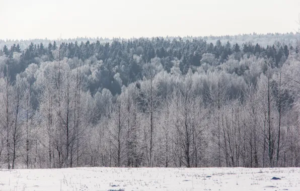 Winter, frost, forest, snow, trees, horizon, frost, Sunny
