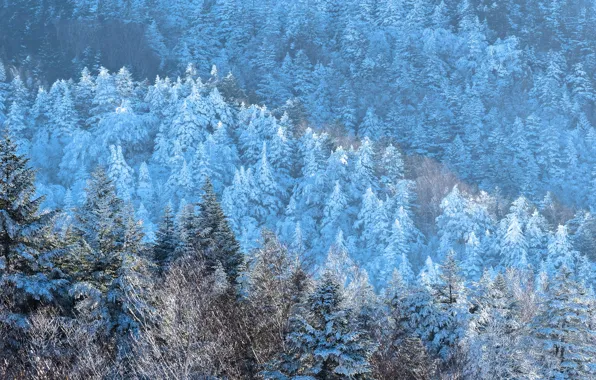 Winter, frost, forest, light, snow, trees, mountains, branches