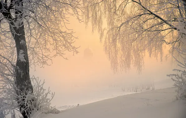 Winter, field, the sky, light, snow, trees, branches, nature