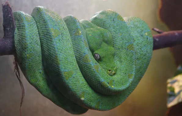 Snake, Beauty, Danger