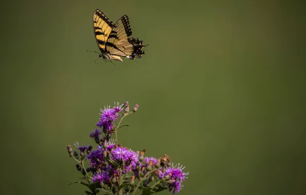 Leaves, butterfly, flowers, branches, stems, buds, butterfly, flowers