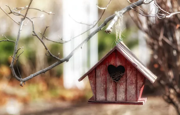 Picture nature, tree, branch, house