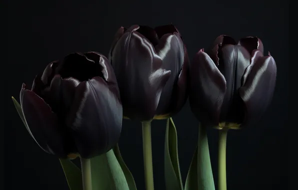 Flowers, bouquet, spring, tulips, black background, trio, buds, black