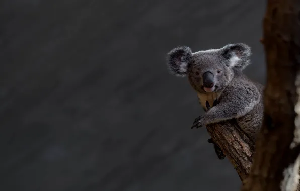 Look, tree, grey background, face, bitches, Koala