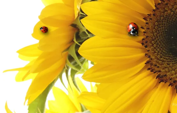 Picture collage, ladybug, sunflower, petals