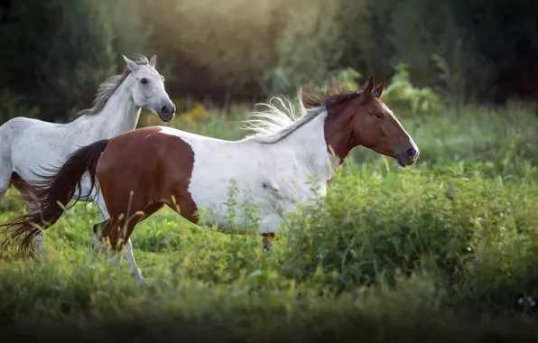 Summer, grass, look, nature, thickets, horses, horse, running