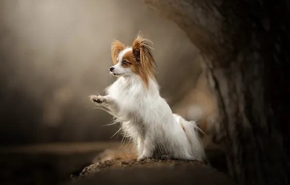 Picture tree, paw, dog, bokeh, Papillon, The continental toy Spaniel
