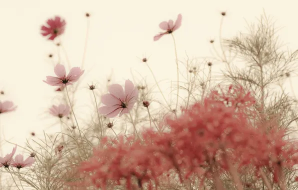 Picture plant, petals, Japan, kosmeya