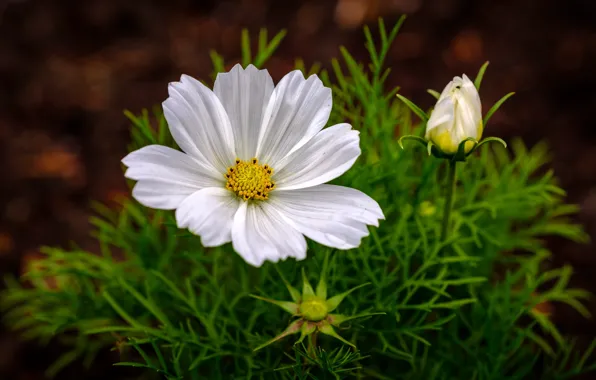 White, summer, leaves, flowers, the dark background, petals, buds, kosmeya