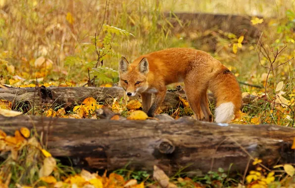 Picture autumn, look, leaves, nature, pose, Fox, tail, red