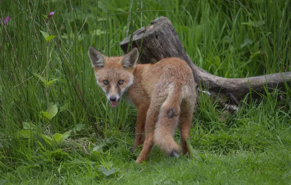 Grass, glade, stump, turn, mouth, Fox, tail, Fox