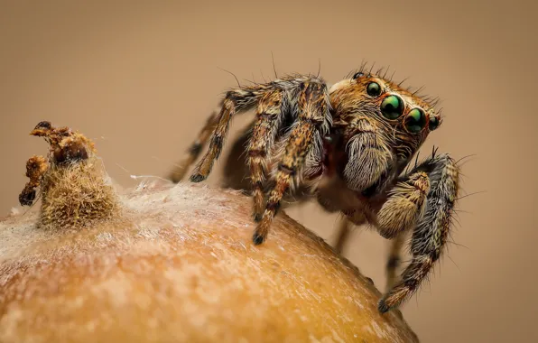 Look, macro, pose, spider, fruit, the fruit, bokeh, jumper