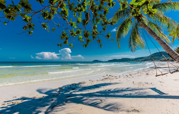 Beach, shadows, palm tree