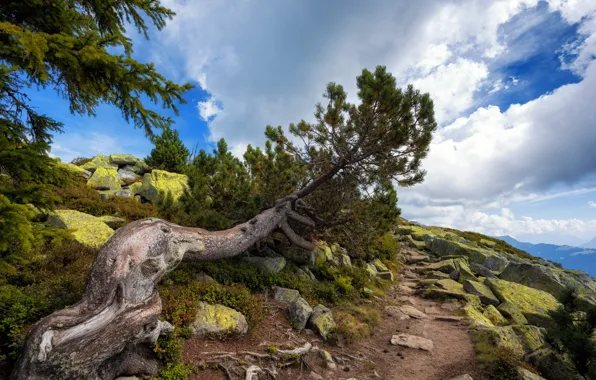 Nature, Tree, Mountains, Trail, Stones, Pine